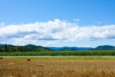 IMG_4222