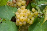 IMG_5328