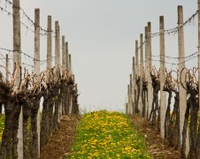 vinogradi u proljeće