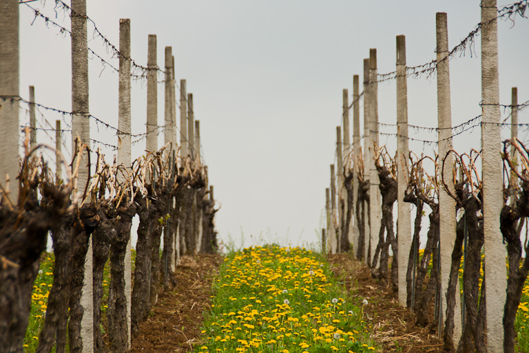 vinogradi u proljeće
